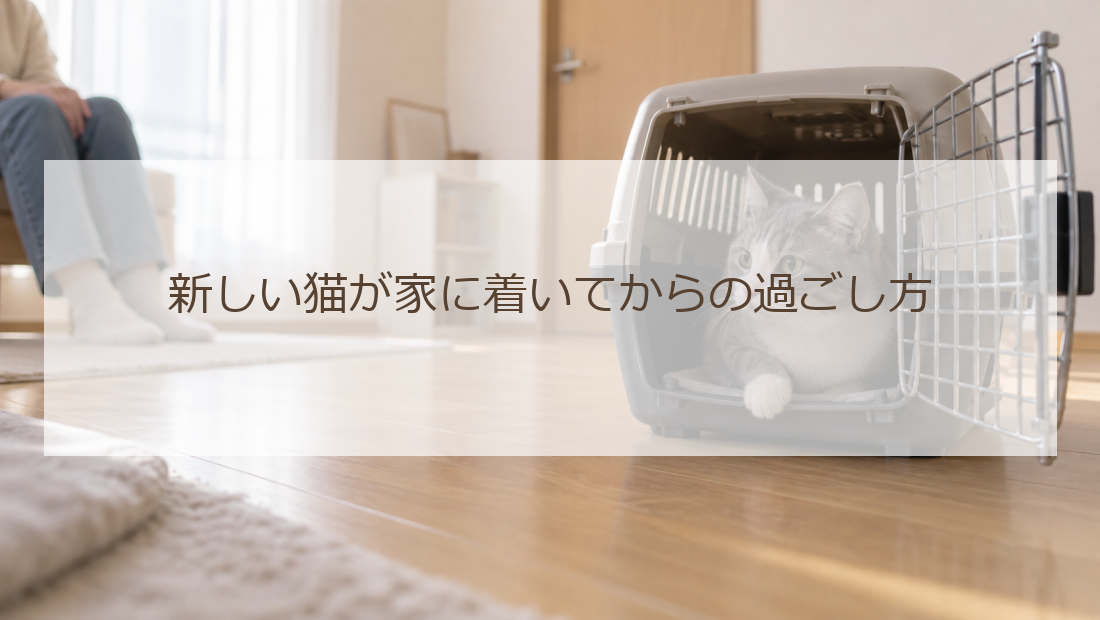 新しい猫が家に着いてからの過ごし方(生活イメージ)